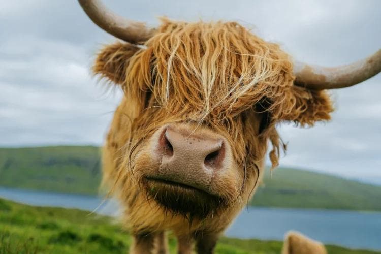 Wo man in Schottland Hochlandrinder sehen kann